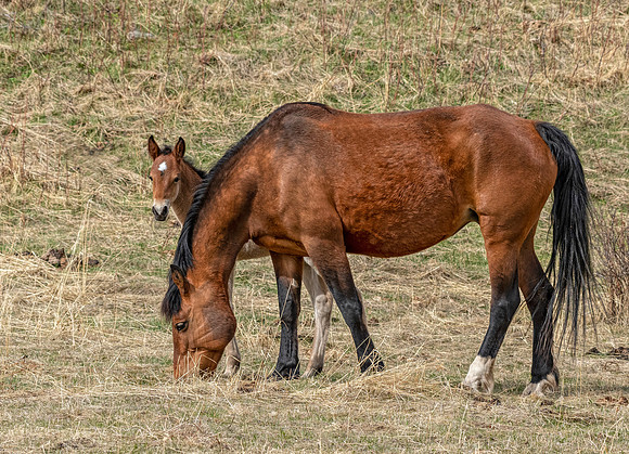 Wild horses and foal ED-2895