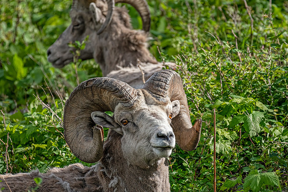 Big Horn sheep ED-4022