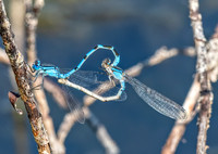 Damsel Flies mating ED--14