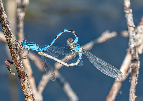 Damsel Flies mating ED--14
