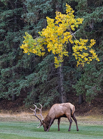 Bull elk fall color ED-8521