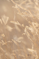 weeds ED-5424