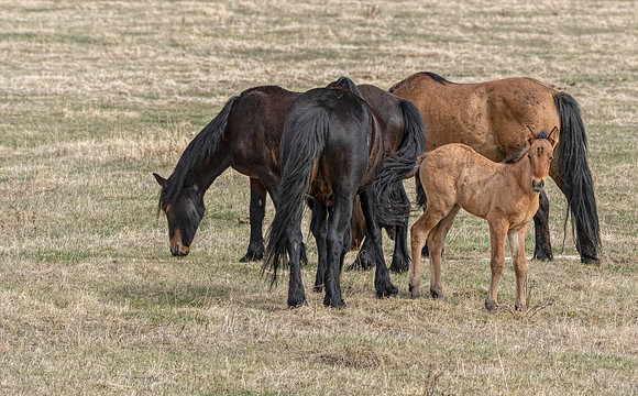 Wild horses with foal ED-3107