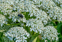 Water Hemlock w fly ED--10