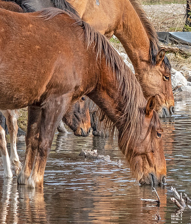 Wild Horses Drinking ED-3144