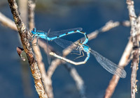 Damsel Flies mating POND ED-8488
