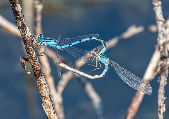 Damsel Flies mating POND ED-8488
