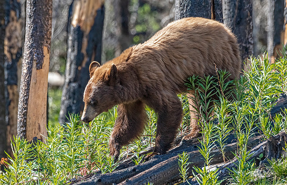 Cinnamon Black Bear ED-4268