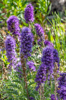 Purple Flowers ED-3957