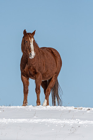 Horse V2 ed ED-0371
