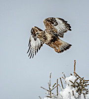 Hawk in flight 2
