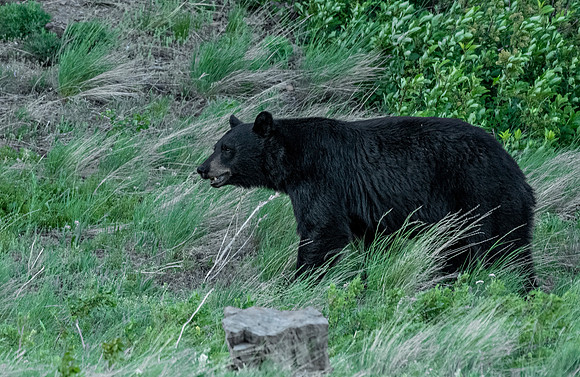 Black Bear ED-4100