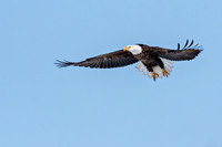 Eagle in flight ed ED-0697