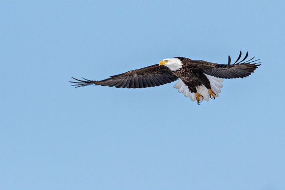 Eagle in flight ed ED-0697