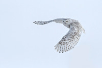 snowy in flight ED-3606