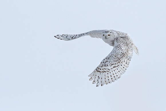 snowy in flight ED-3606