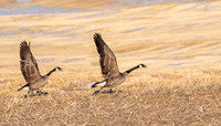 Canada Geese takeoff ED-1563