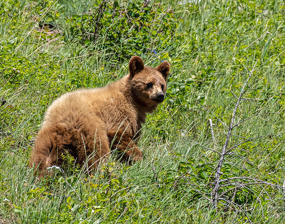 Cinnamon Black Bear cub ED-4415