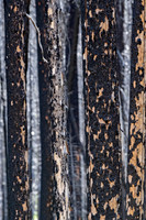 Burnt trees ED-4338