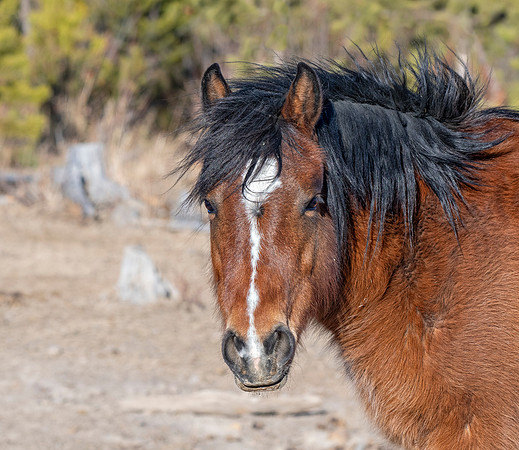 Wild Horse ED-2639