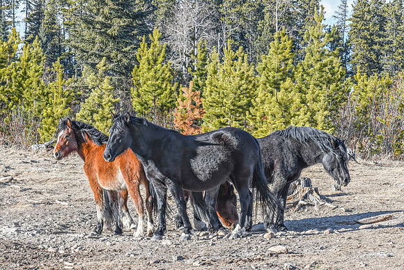 Wild horses ED-4080