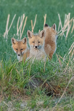 Fox Kits ED-8795