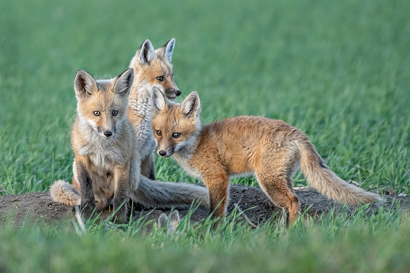 Fox kits epic ED-9933