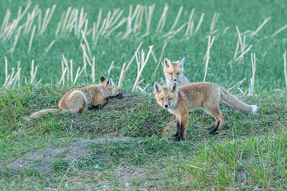 Fox Kits ED-8815