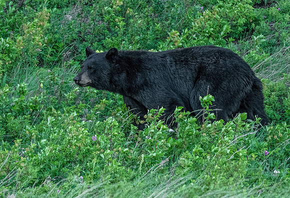 Black Bear ED-4104