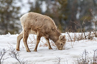 Little Big Horn ED-1352