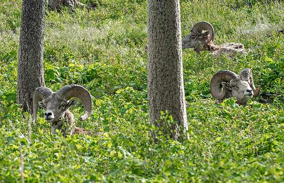Big Horns in foliage ED--5