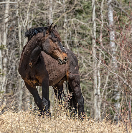 Wild Horse ED-0939