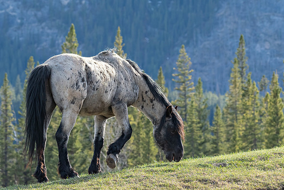 Wild Horse grazing ED-1726