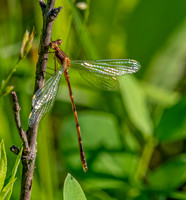 Dragon Fly ED-8517-2