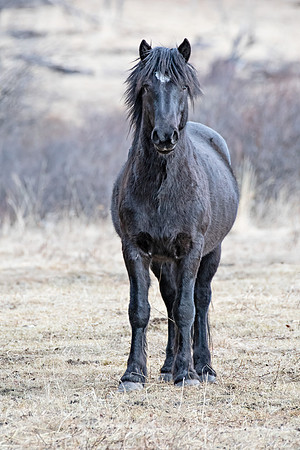 Black Wild Horse ED-2330