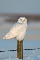 Snowy Owl on post ED-1540 LESS YELLOW