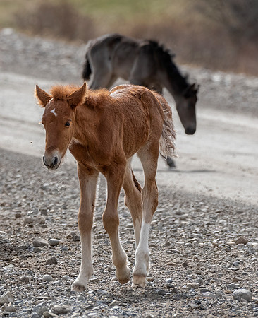 Wild horse foals ED-3130