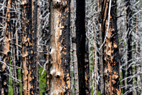 Burnt trees ED--4