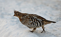 Grouse ED-0439