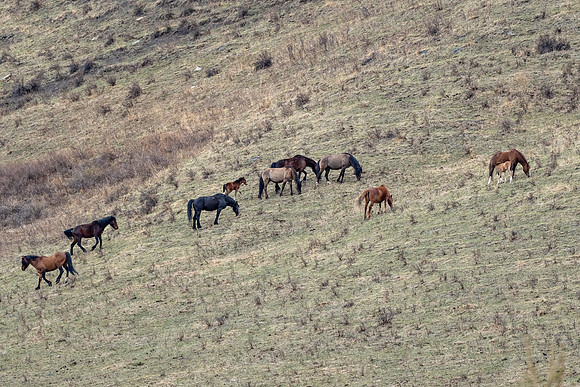 Wild horse group ED-3204