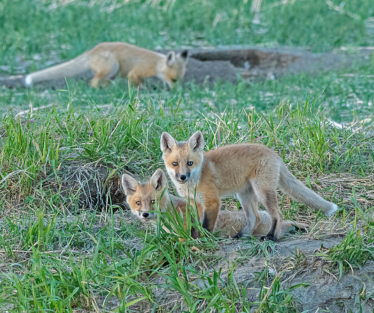 Fox Kits ED-8810