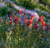 ed ED-5520 crop
