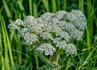 Water Hemlock ED--9