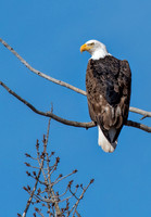 Bald Eagle in Tree ED-1933 cropped