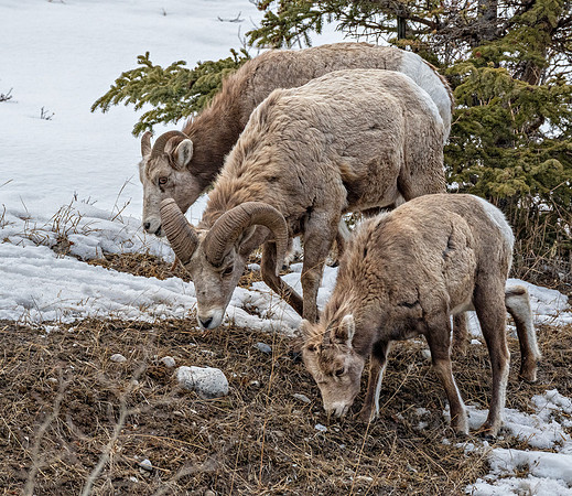 Big Horn Family ED-1253