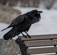 Crow ED-1228