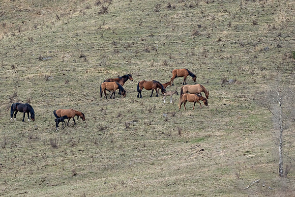 Wild horse group2 ED-3206