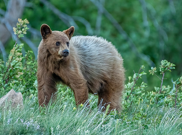 Cinnamon Black Bear ED-4174