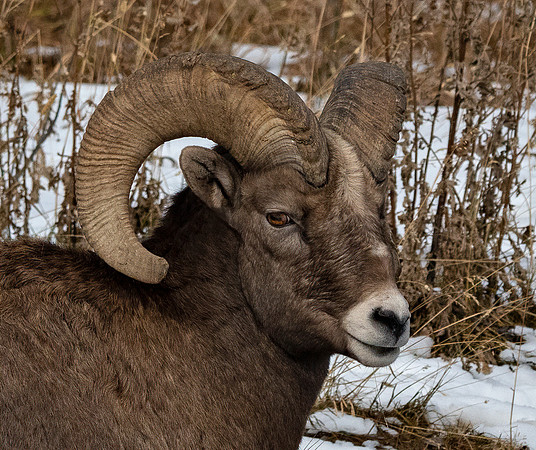Bighorn CROP  ED-9554