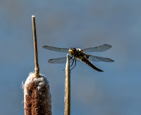 Dragon Fly ED-6650